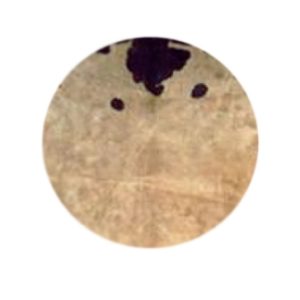 cow-disc2